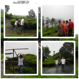 Kebun Teh - PTPN Jabar