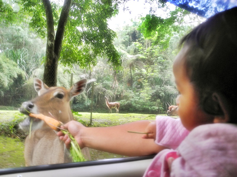 Papap neh ambil wortel Katniss. Katniss berani kok pap ngasihnya sendiri :P