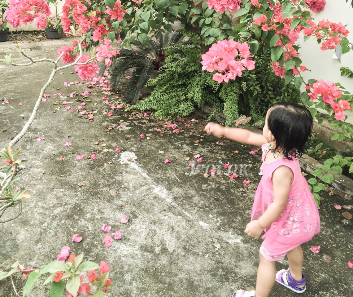 Taman di rumah Nenek yang gede banget. 