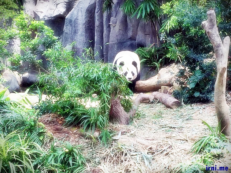 Yang aku baca dari blog laen biasanya pandanya suka bobo, beruntung kemaren dua dua pandanya bangun :D